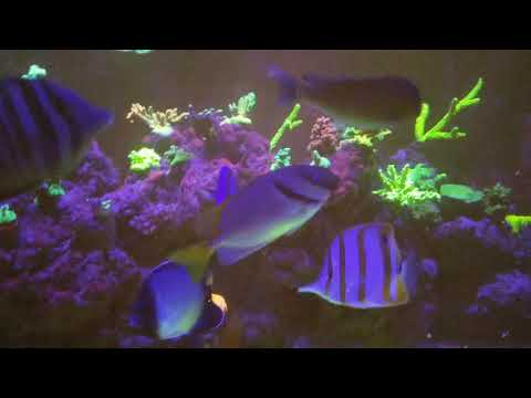Reef tank update