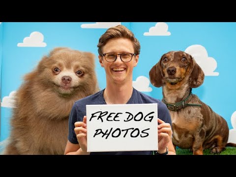 I Set Up A Free Dog Photo Shoot To Pet More Dogs
