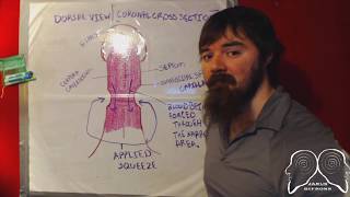 Penis Exercise: Displacer--Explanation(OUTDATED)