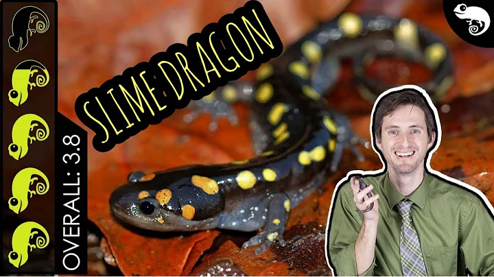 Spotted Salamander, The Best Pet Amphibian?