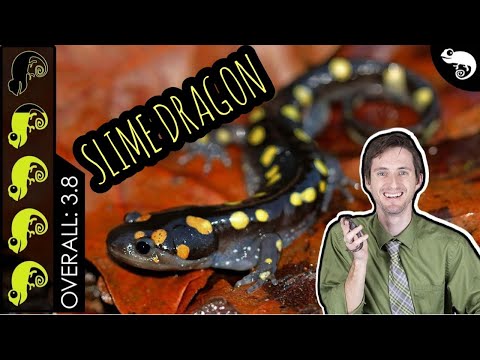 Video: Är ambystoma maculatum giftig?