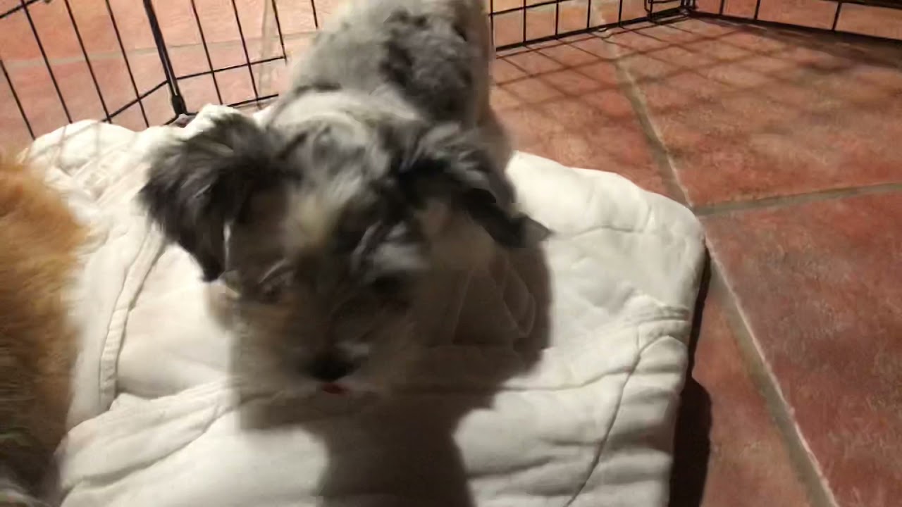 Biscuit - Schnaussie Pup Throws Ball For Herself!