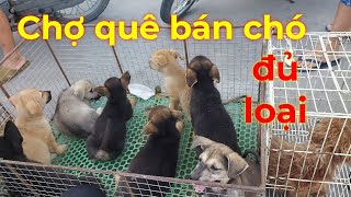 Chợ quê bán đủ các loại chó cưng