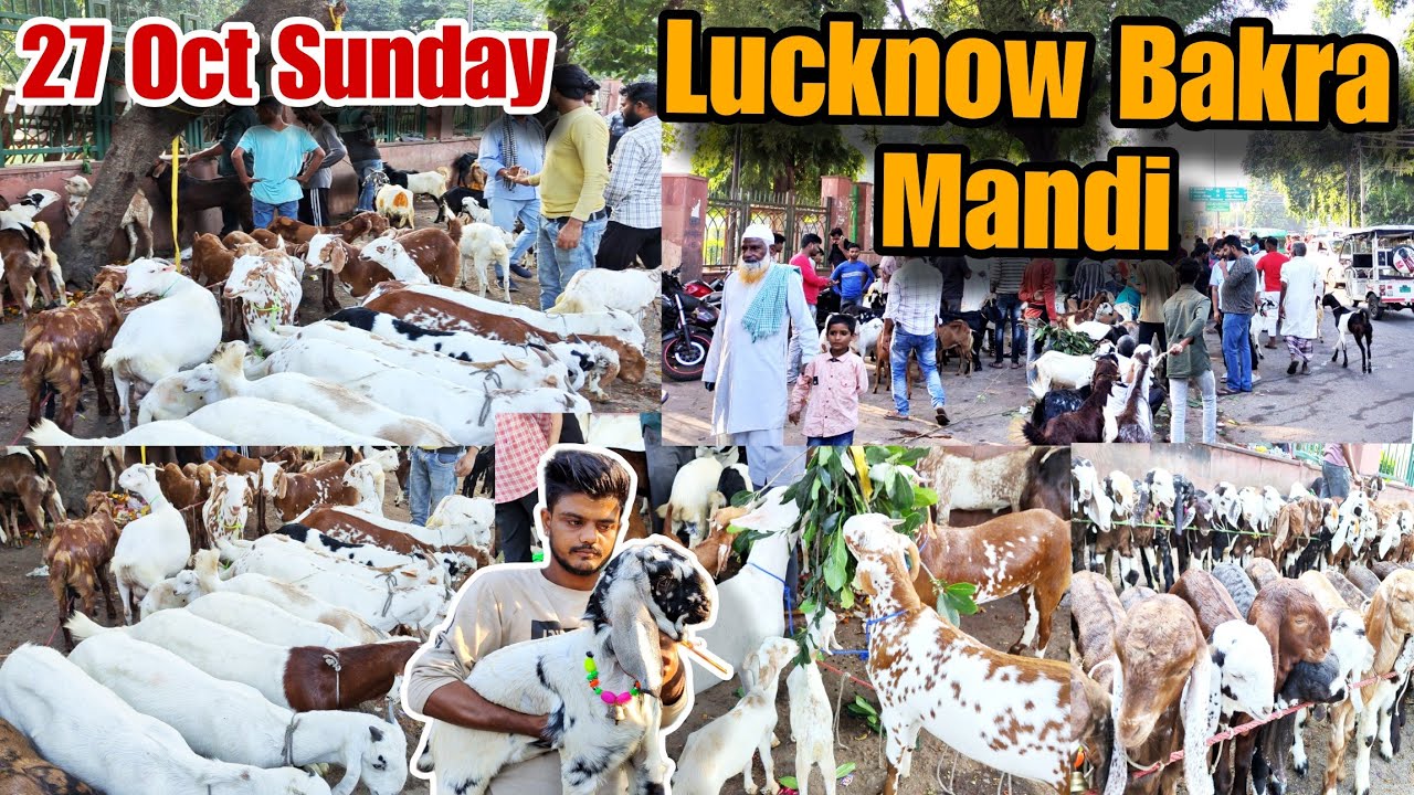 Lucknow Bakra Mandi | 27 Oct, Sunday | Neebu Park | Lucknow UP