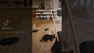 pesci gatto dappertutto,anche in casa. Butti una canna e arrivano! Ovunque #puppy #fishing #cats 🎣🔝🐈