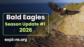 The Season Begins! | Bald Eagles 2026 Season Update 1