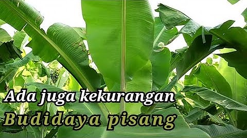 Kekurangan usaha budidaya pisang #pisang #petanipisang #petani