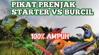 Suara Pikat Untuk Burcil Cerecetan Prenjak Starter Mix Sogon, Sepahraja 100% Ampuh ‼️