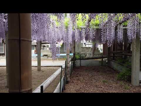 観音堂（禎祥寺）の藤の花_20210424