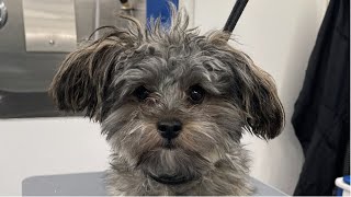 Puppy With Severe Dandruff | Rescue Puppy Gets Groomed | Watch To The End For His Update by Salas Paw Spa 16,031 views 2 years ago 2 minutes