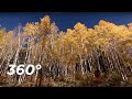 The Feeling of Yellow in VR | 360 Video: Color Wheel VR