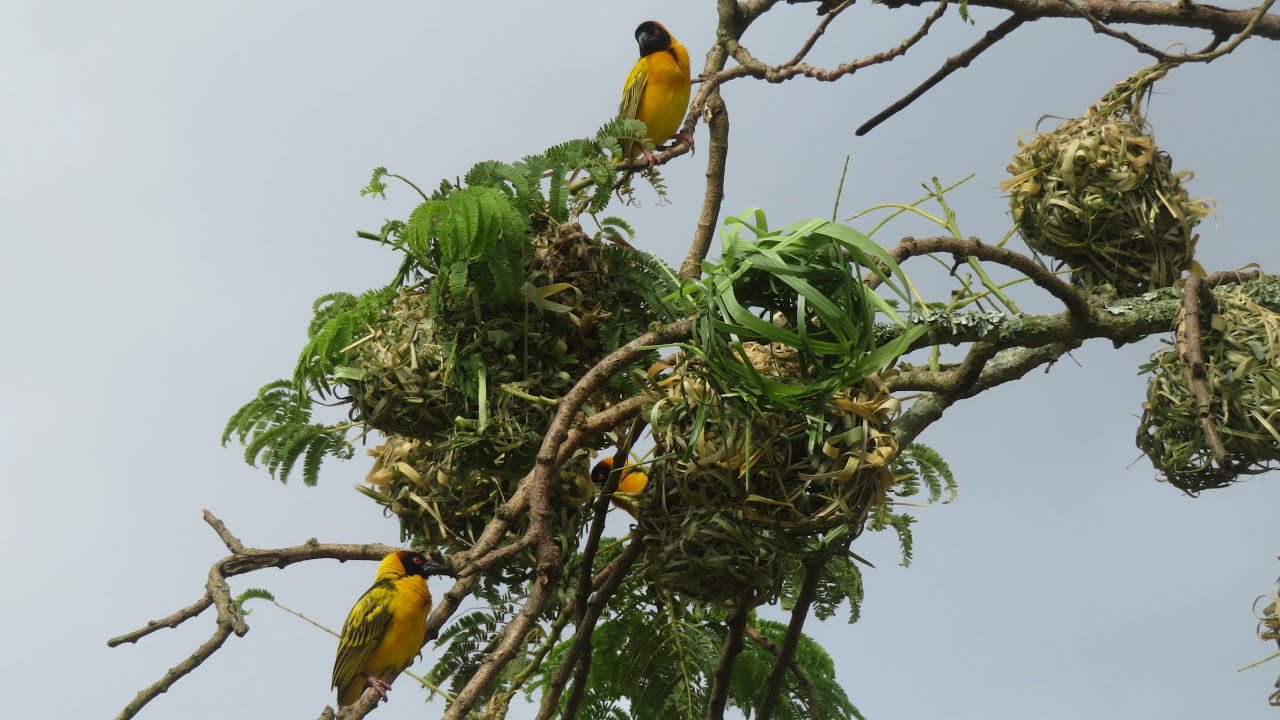 Birds Weaving Nests And Eating; meet the village Weaver Bird(Ploceus