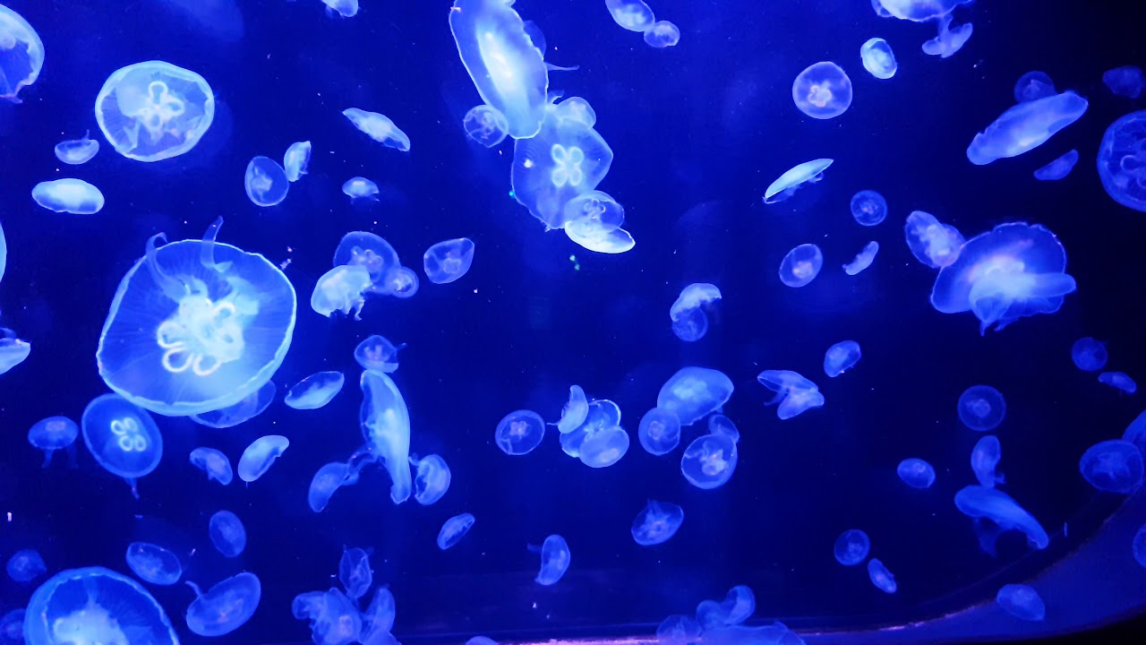 Jellyfish 1 - Paris Aquarium