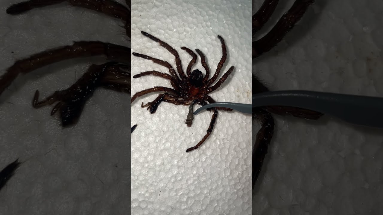 Tarantula molt has EXTRA LIMB?!! 