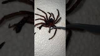Tarantula Molt Has Extra Limb? See Description