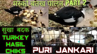 Muscovy duck /  पैकिंग और मस्स्को बतख फार्मिंग!/  part 2 / turkey hasil chiks kesen palen