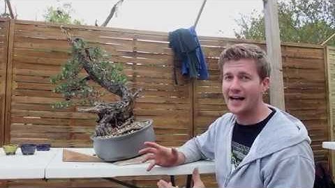 Pine Bonsai by Bjorn Bjorholm