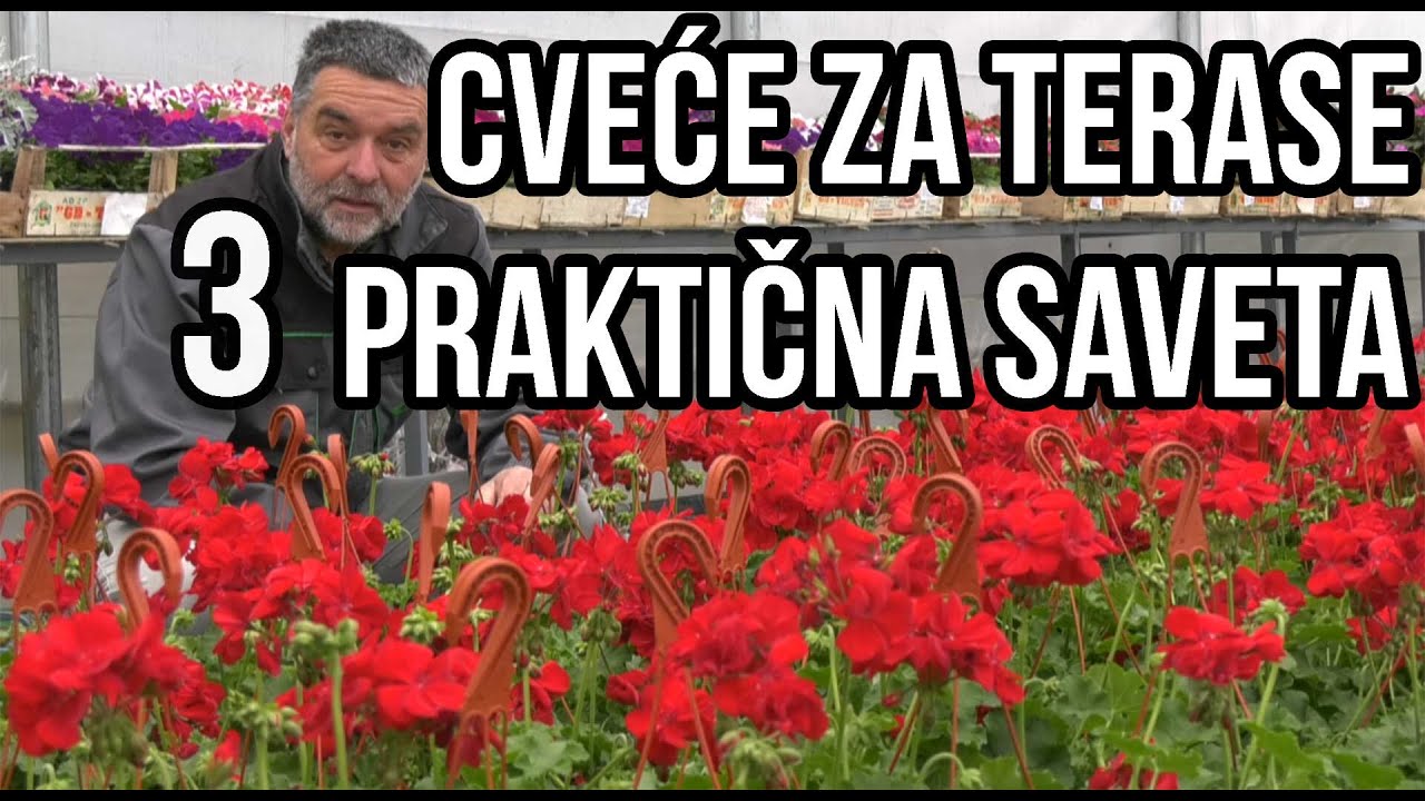 Cveće za terase i balkone-korisni saveti