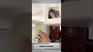 catching flies using animals #shorts