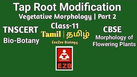 Tap Root Modification | Tamil | Vegetative Morphology | TNSCERT | Bio-Botany | Class-11
