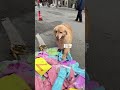 Golden Retriever Trade Time #shorts #dogs