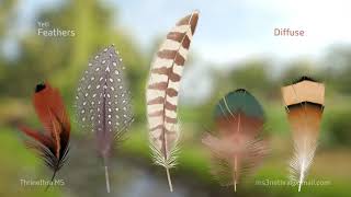 Yeti Feathers | Texture Coords | Maya