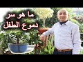 العناية و الاكثار بنبتة دموع الطفل      