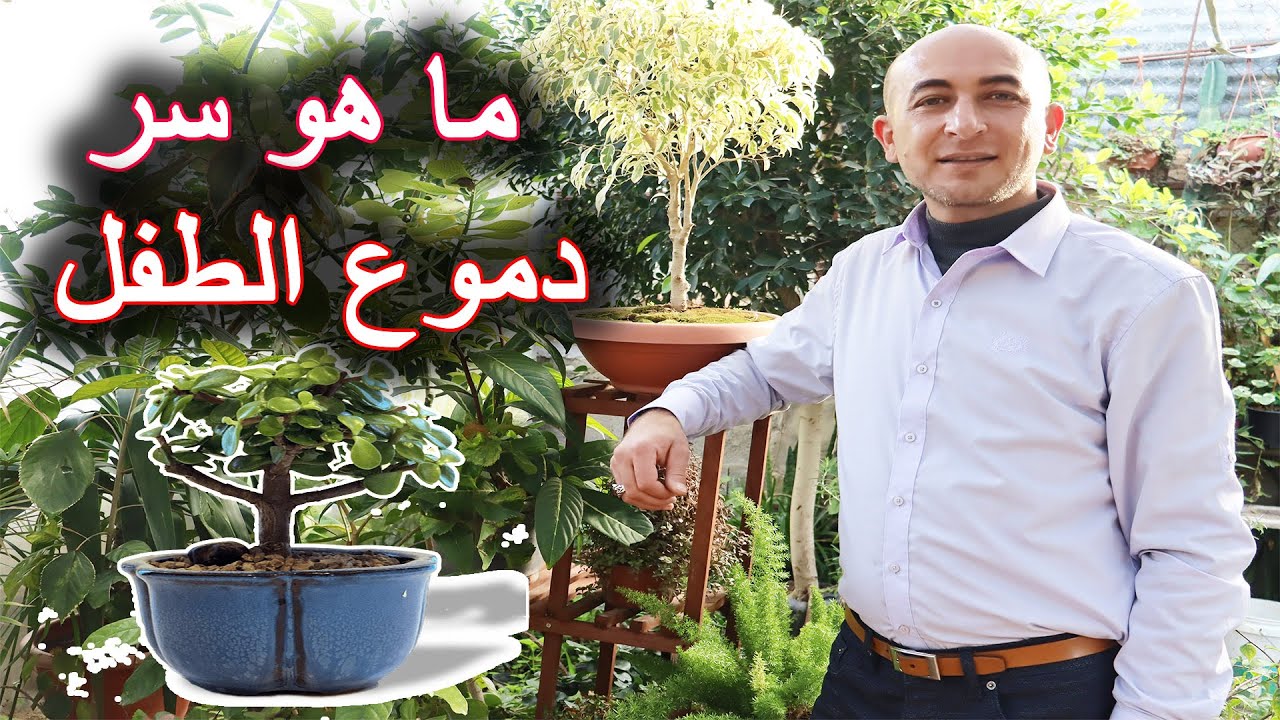 العناية و الاكثار بنبتة دموع الطفل, Care and Propagation of Jade Plant