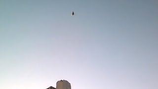 Güvercin Seferi Böyle Olur