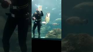 Will The Turtle Bite The Diver? Part 2 See It All In My Channel
