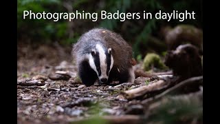 Photographing Badgers in Daylight at my hide. Automatic feeder.
