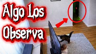 CUIDADO cuando tu PERRO LE LADRÉ A LA OSCURIDAD 😨😨 estos animales salvaron a sus dueños