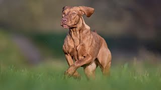 Vizsla's Role in Search and Rescue Operations