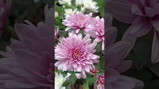 Unnai Thane Thanjam  By Ilayaraja  Manjulagururaj