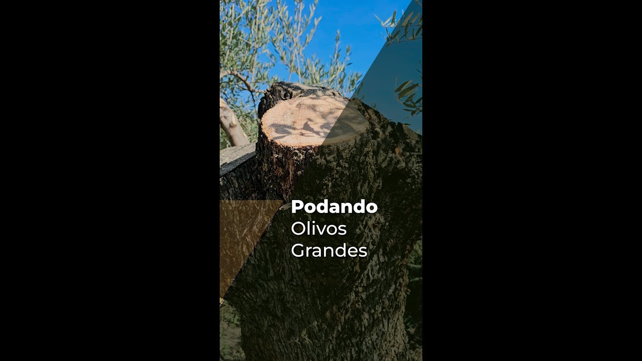 PODANDO OLIVOS GRANDES