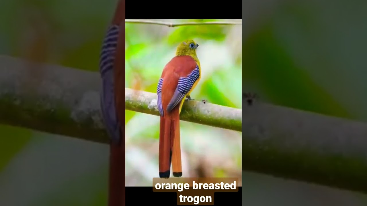 bird orange breasted trogon 