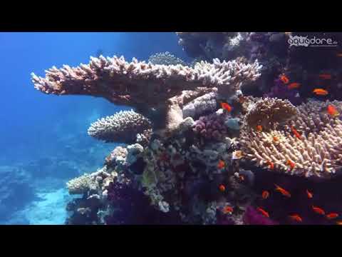 عالم البحار مع موسيقي هادئه