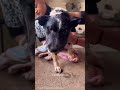 Mercedes Built a Special Wheelchair for This Injured Dog — Heartwarming Story 🐶❤️