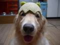 メロメロＣＯＣＯちゃん　 Melon　dog