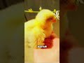 Цыплёнок потерял маму, но нашёл нового родителя 😳