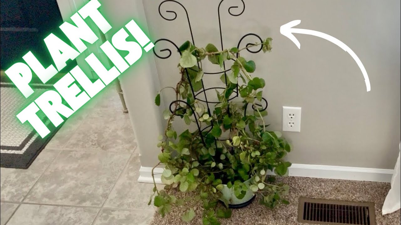 Поддержите комнатные вьющиеся растения! Обзор комнатных растений | Набор из 4 устойчивых к ржавчи...