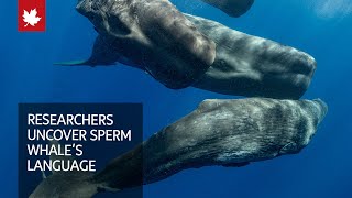 Researchers uncover 'phonetic alphabet' in sperm whale vocalizations