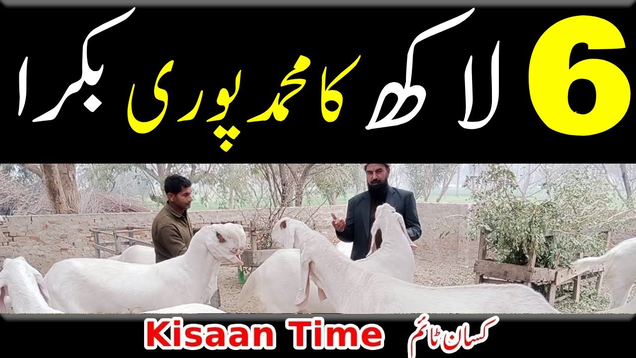 Goat farming in 2026 Goat Farming Business Bakra farming بکرا فارمنگ کسان ٹائم kisan time