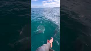 Man Enjoys Boat Ride with Dolphins Swimming Ahead