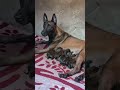 Credit K9malinoisprince Belgian Malinois Mum mp3