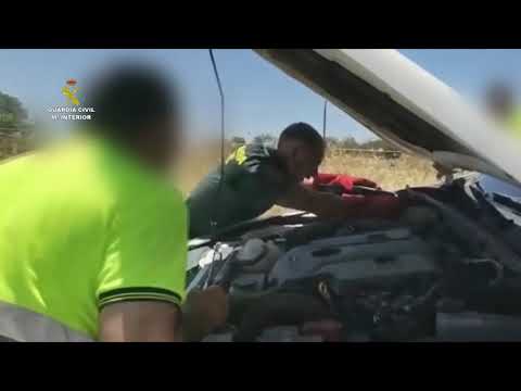 Encuentran una culebra de 1,5 metros en el motor de un vehículo