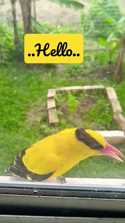 Burung Kunyit Besar. Dendang Selayang. Black Naped Oriole.Birds of Malaysia.