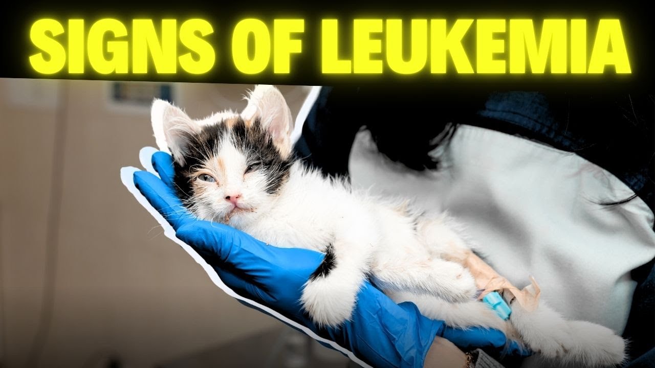 How Long Does It Take for a Cat to Show Signs of Leukemia? - YouTube - How Long Does A Cat With Leukemia Live