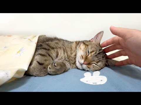 可愛すぎて反則！妹のパジャマで完全に赤ちゃんになった猫