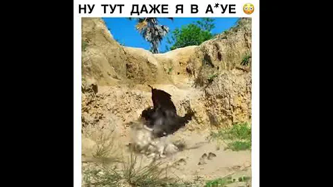 Отважная мама защищает цыплят Дикая курица